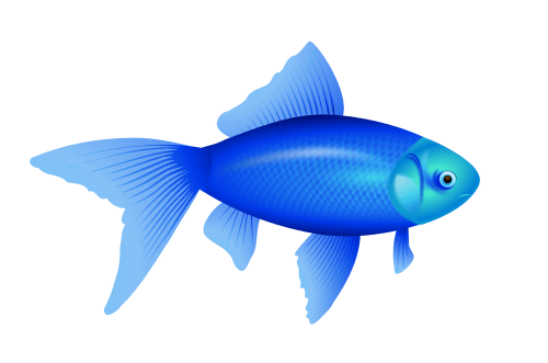 fish2